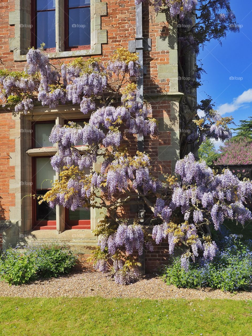 Garden, wisteria 