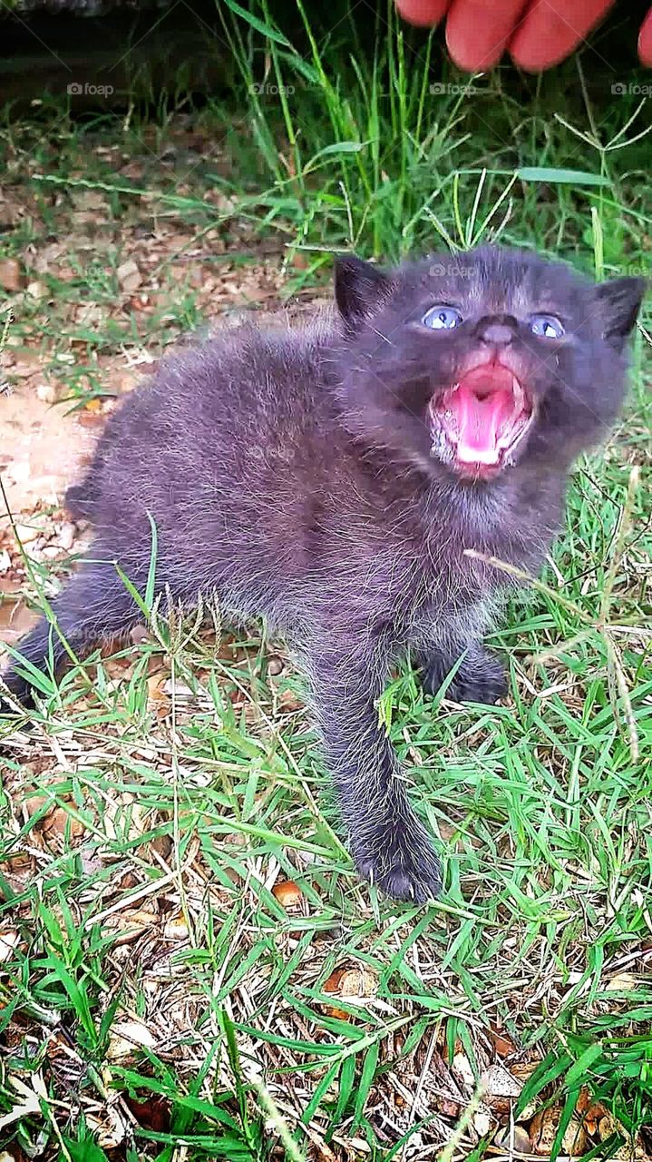little kitten with mouth open and hair on end hissing