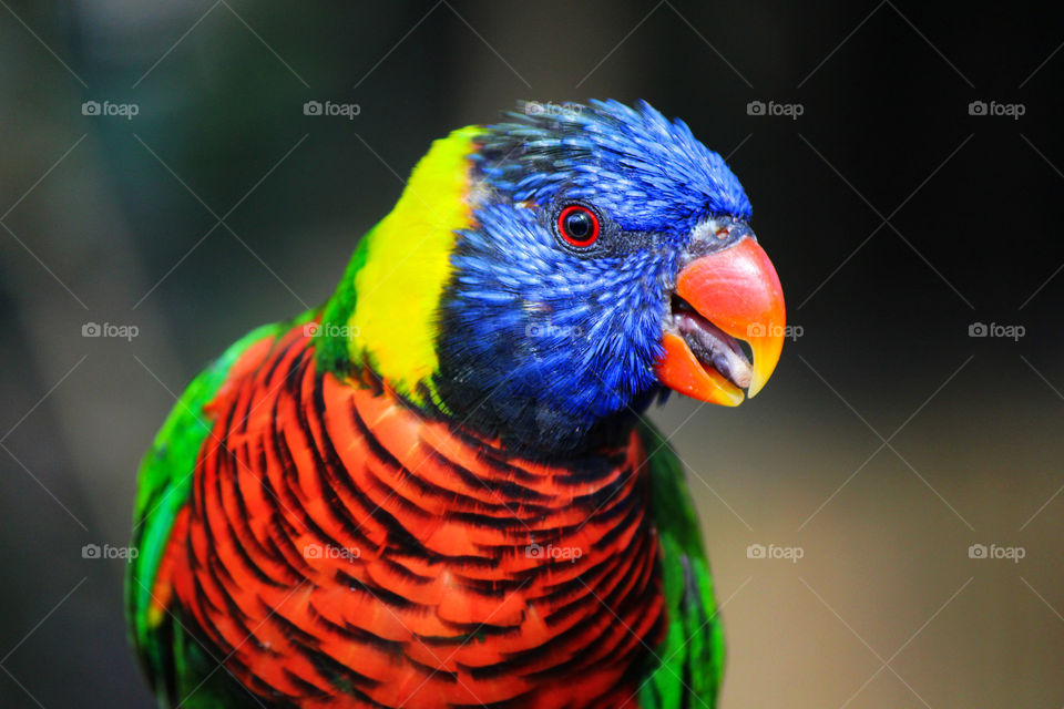 Close-up of rainbow lorikeet