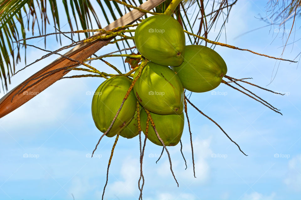 Sweet coconut tree