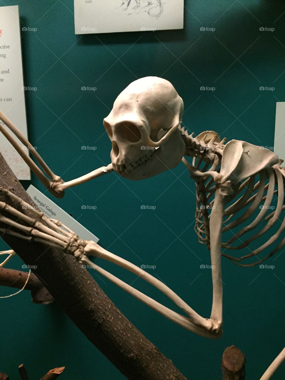 Monkey Skeleton 