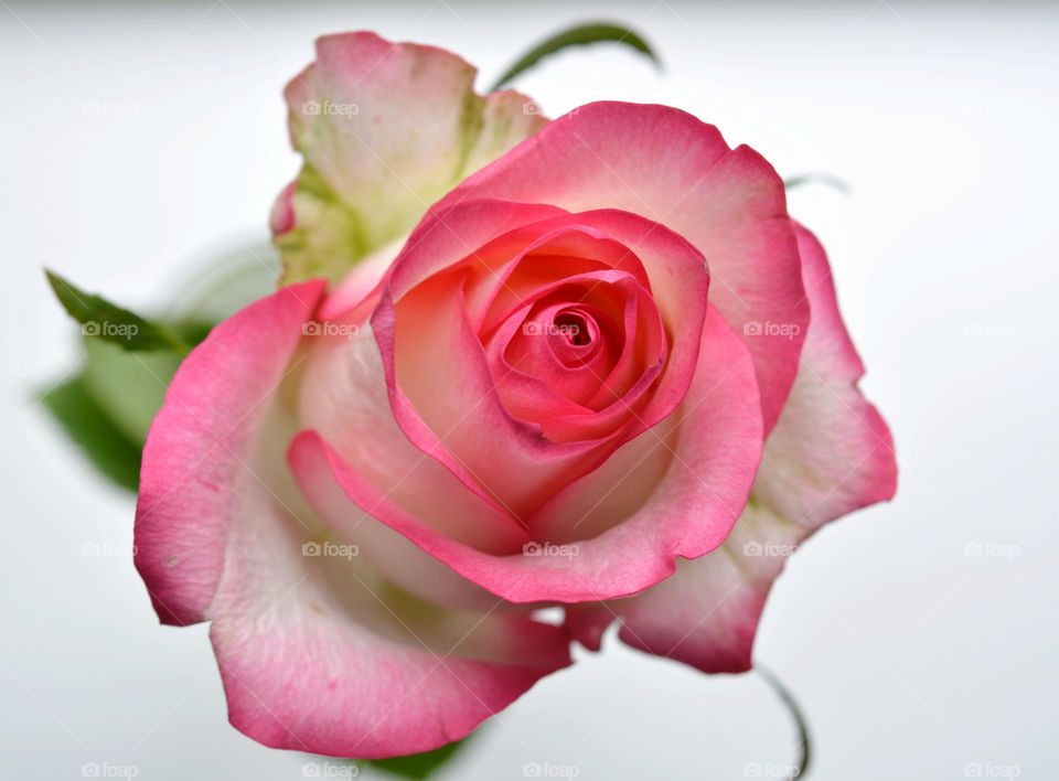 pink rose flower top view beautiful texture