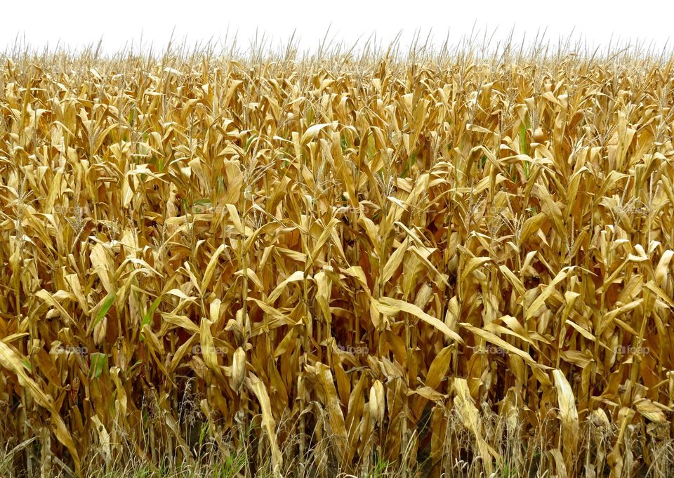 Fall corn stalks, Michigan. Fall corn stalks, Michigan