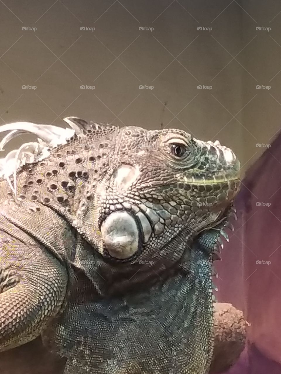 Iguana love!