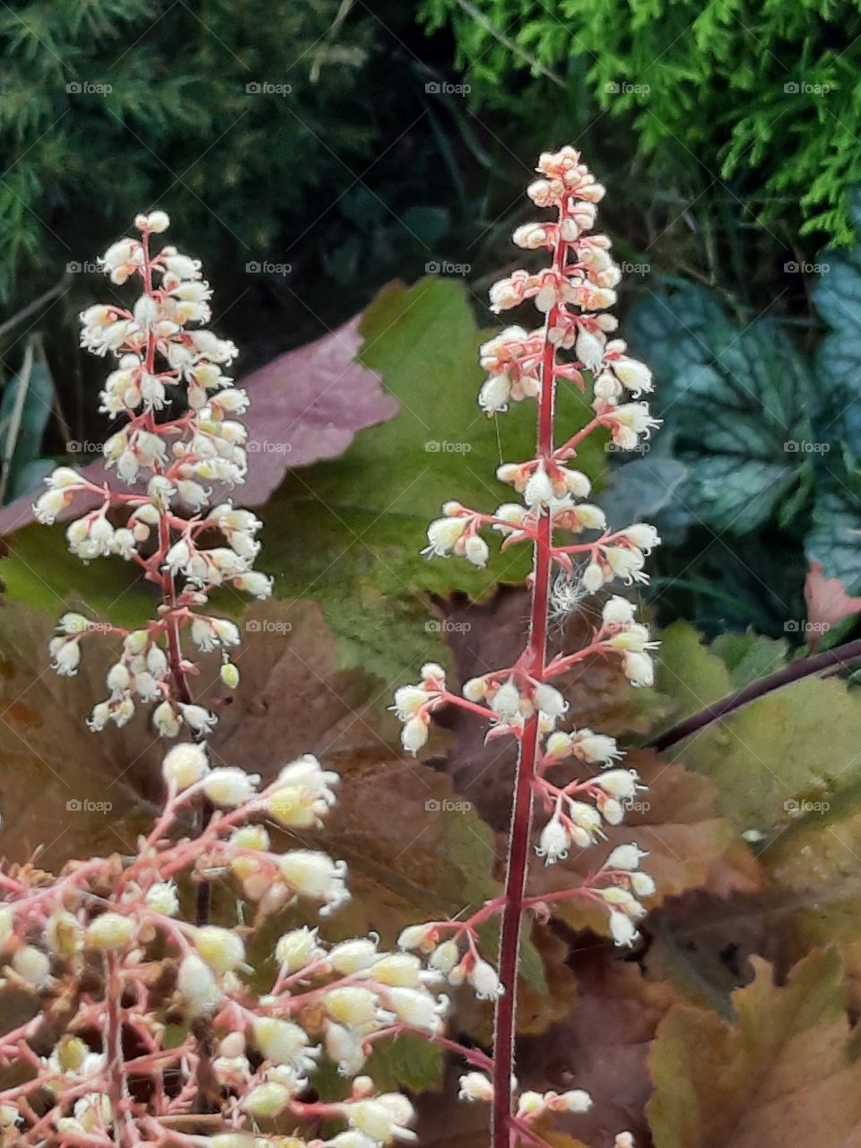 delicate flowers of Heuheria