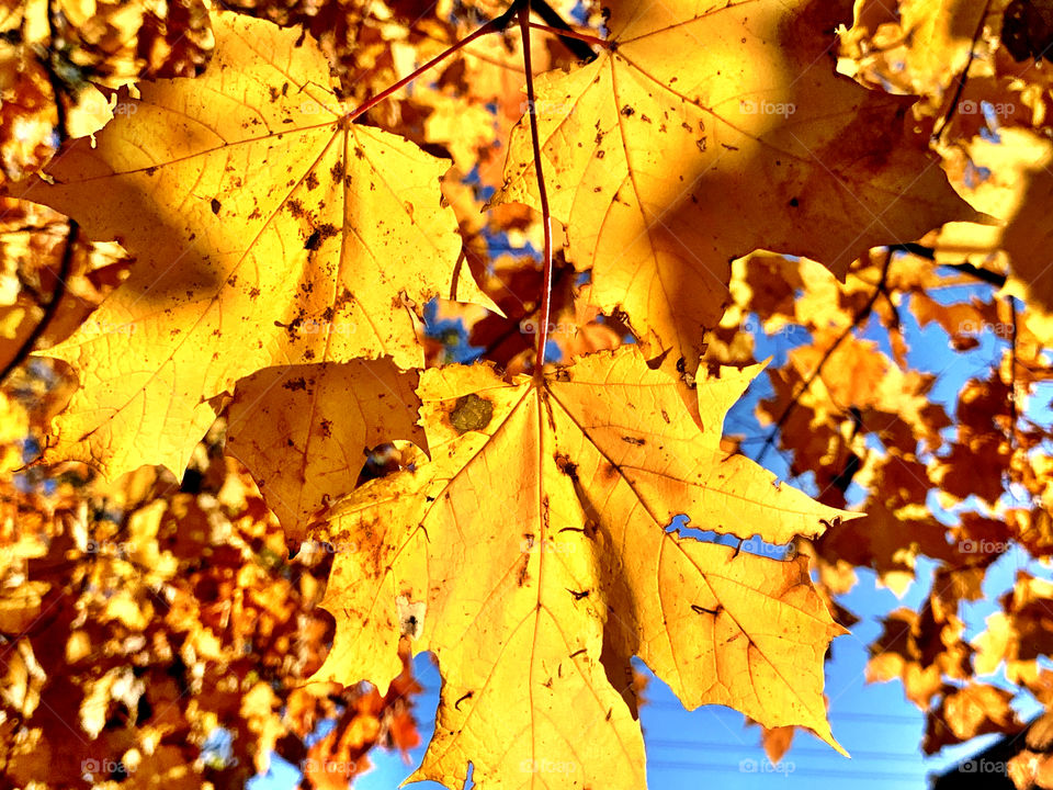 Fall tree and leaves