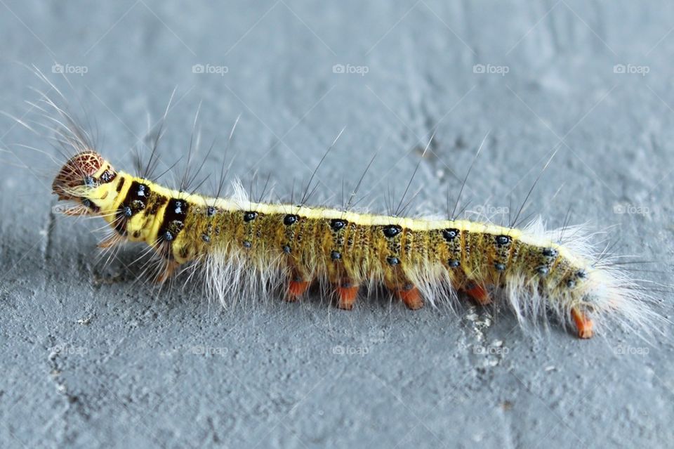 Close-up of caterpillar