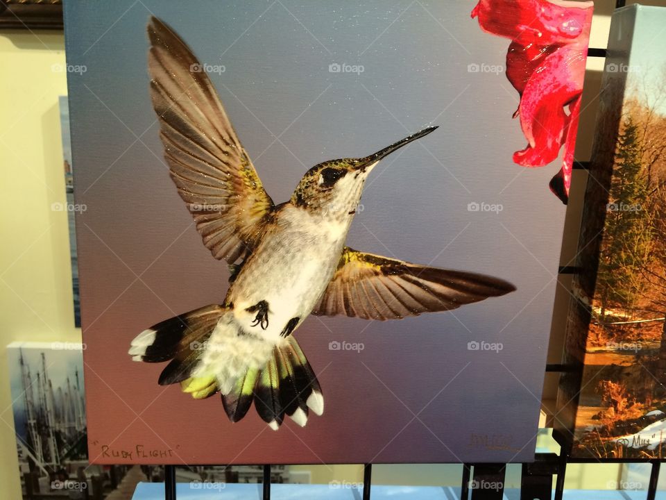 Hummingbird 