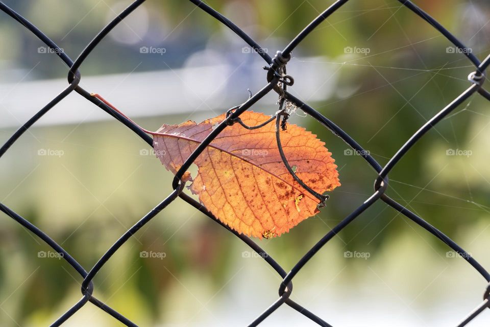 Autumn leaf on the fence