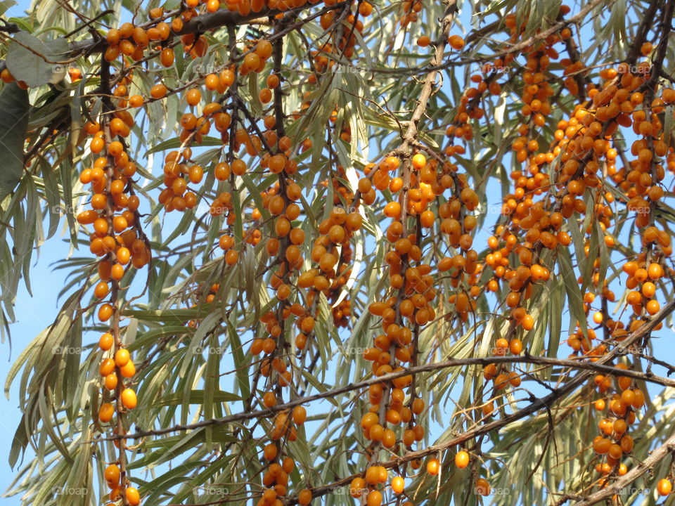 sea ​​buckthorn berry in the garden