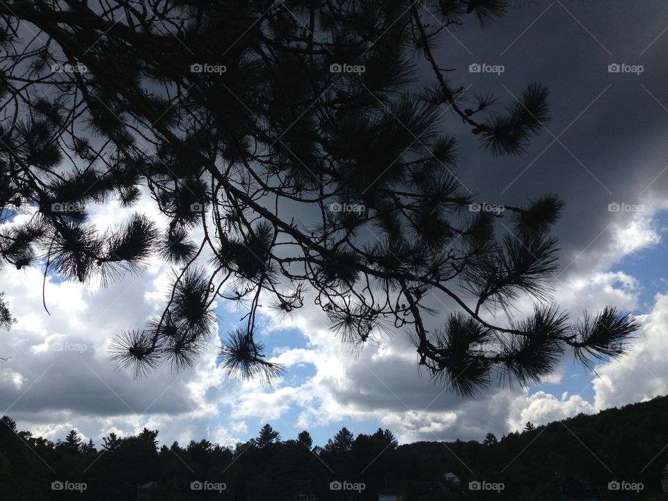 Pine trees blue cloudy skies