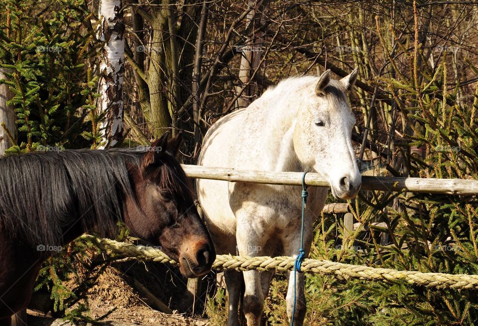 Two beautiful horses on the farm