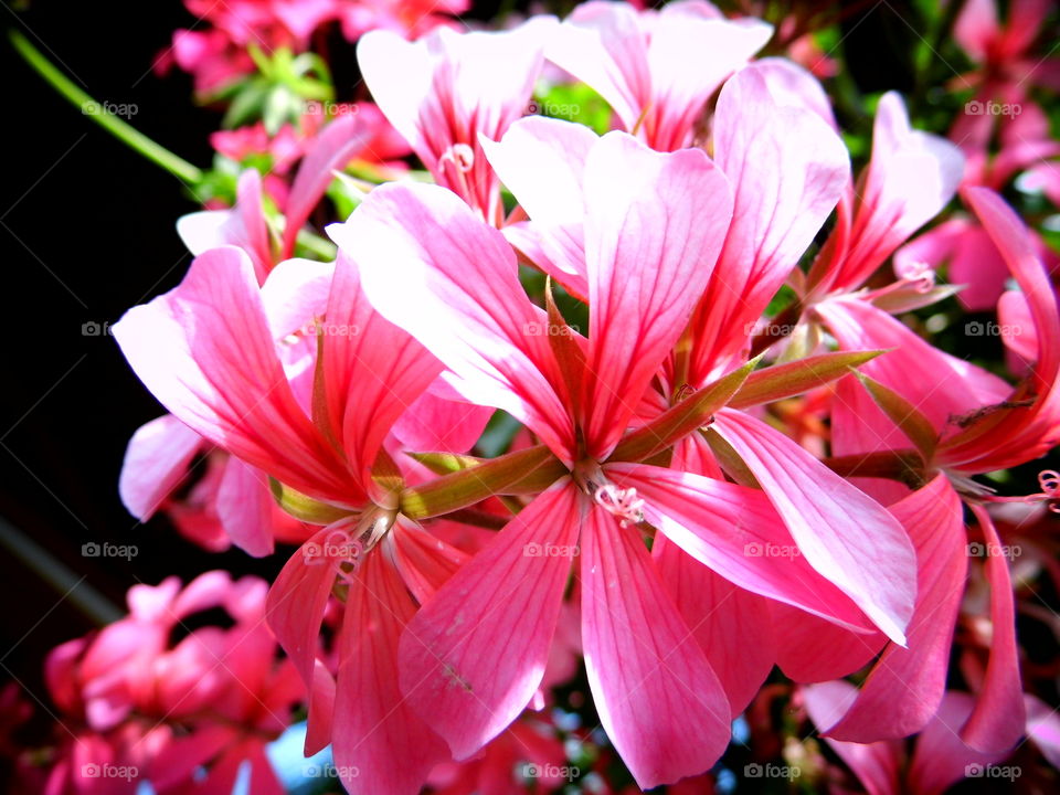 wonderful flower in the garden