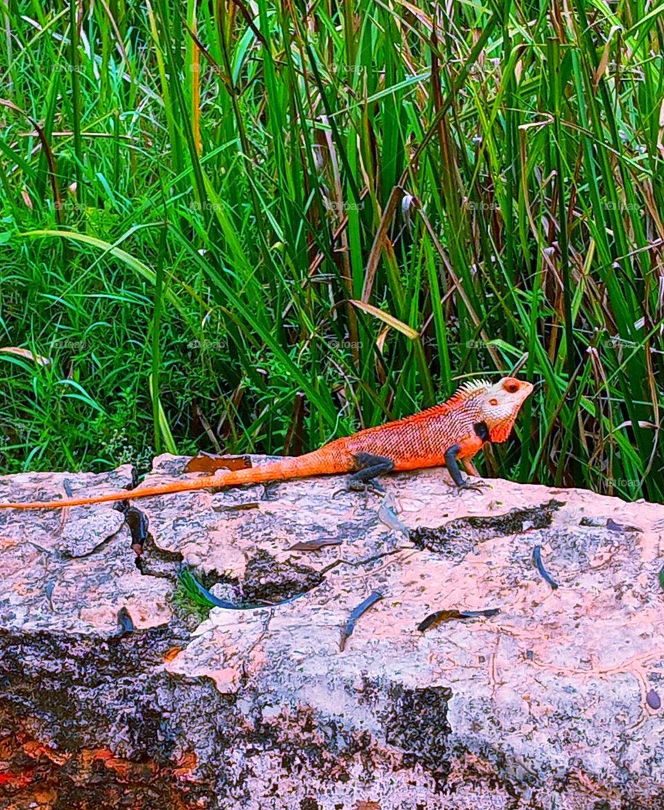 beautiful chameleon picture