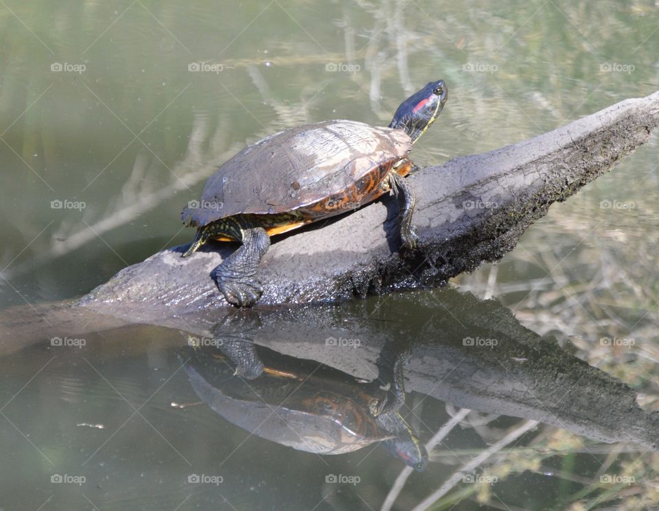 wildlife, turtle resting and sunbathing on a log. reflection of wildlife.