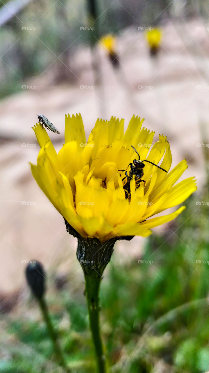Insects in flower