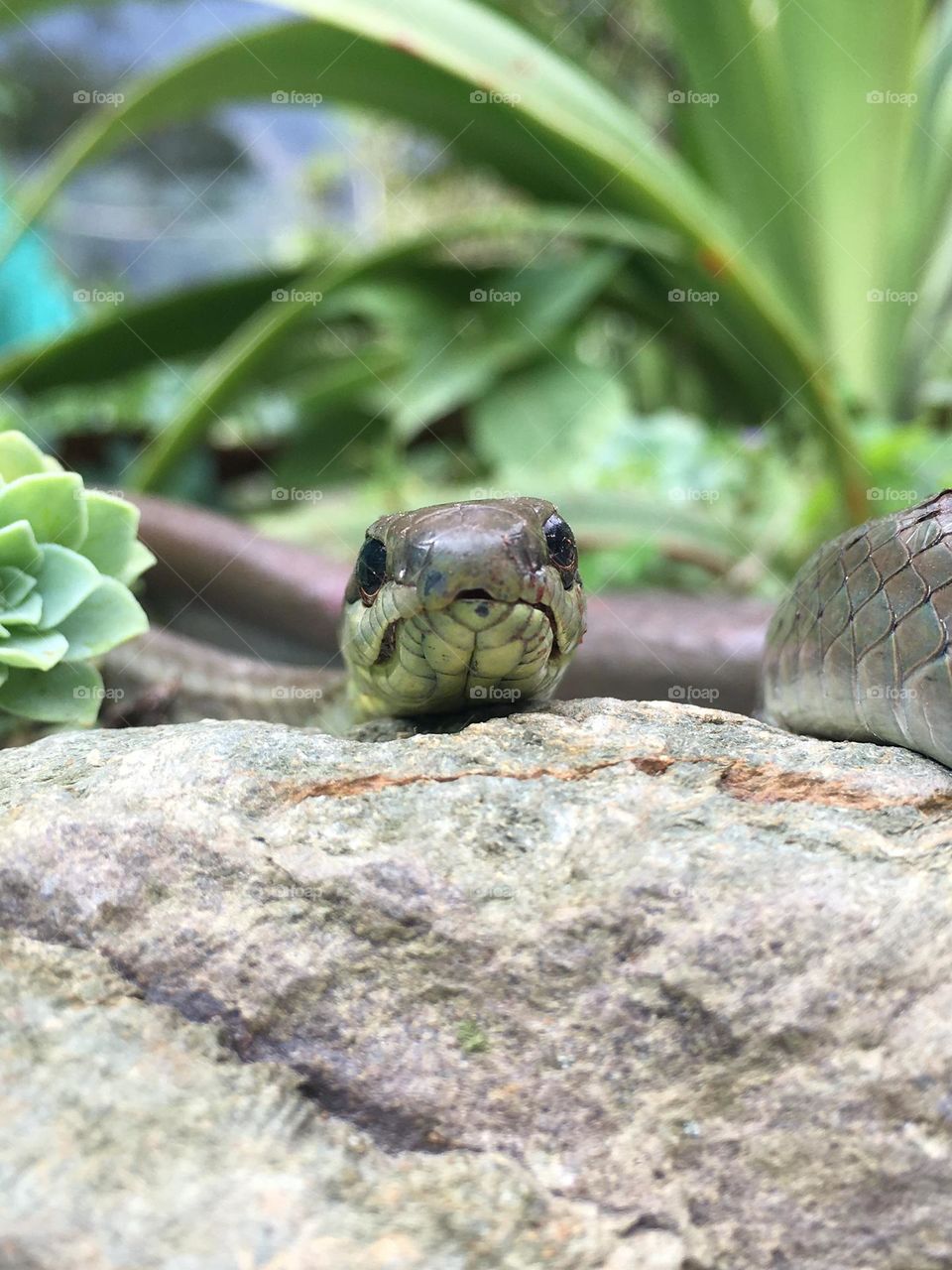 Nice Snake 