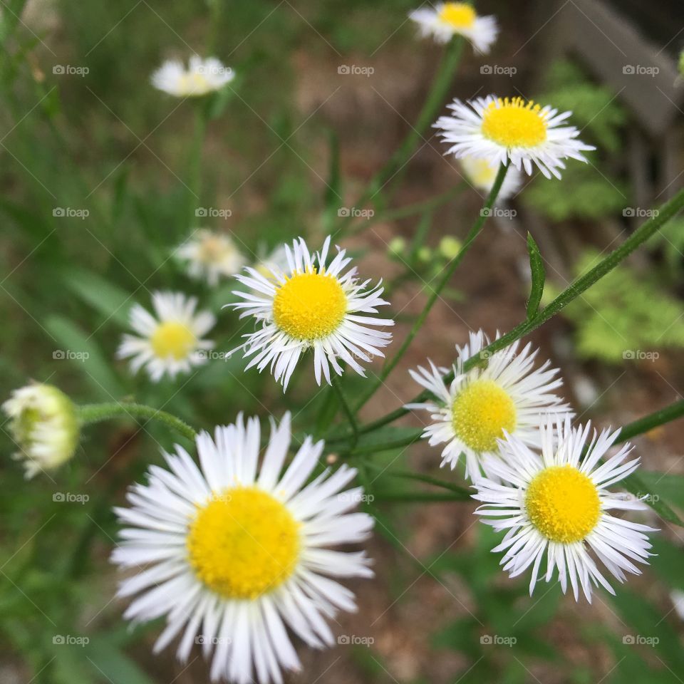 Daisy like weed before I pull it out! 😮