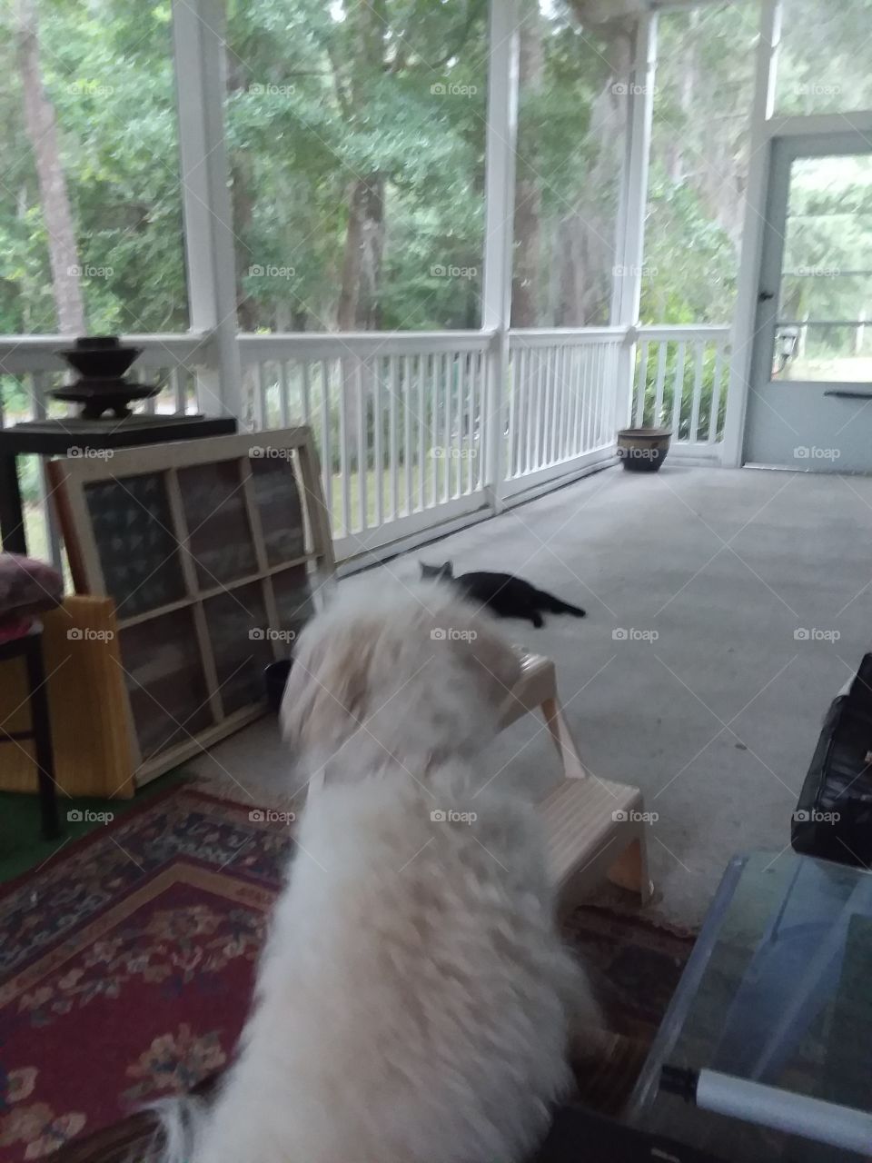 on the front porch with my dog