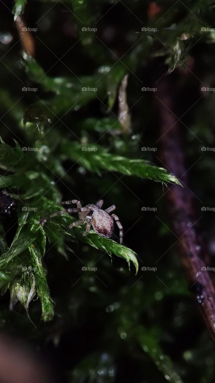 Macro photo of a spider sitting on the grass in the forest