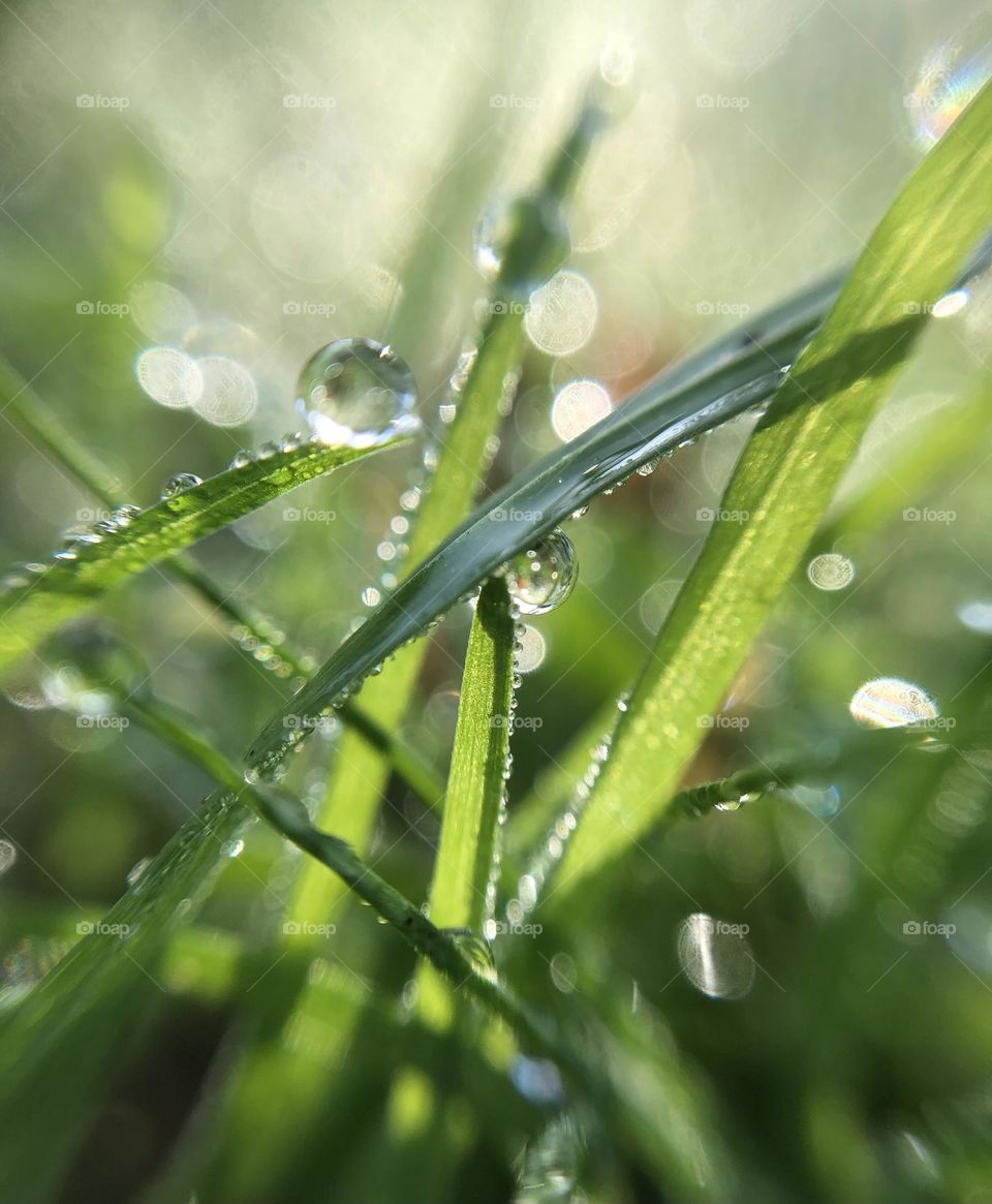 morning dew