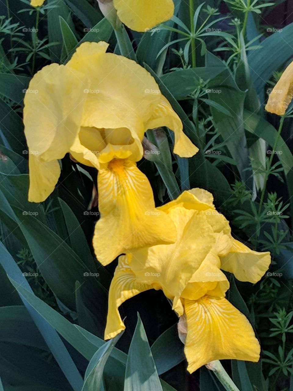 Two yellow daffodil blooms