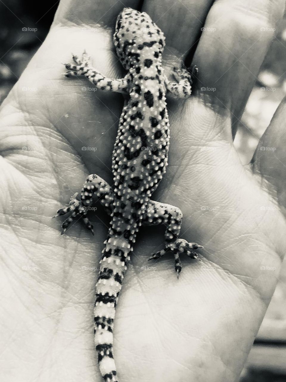 We have critters everywhere on the ranch in Texas. Found this little guy who was very tame to lay in my hand! Chose black and white because he was actually gray and black!