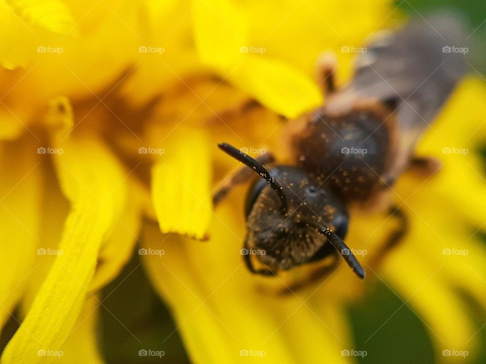 macro photo of a bee collecting pollen on a spring yellow flower