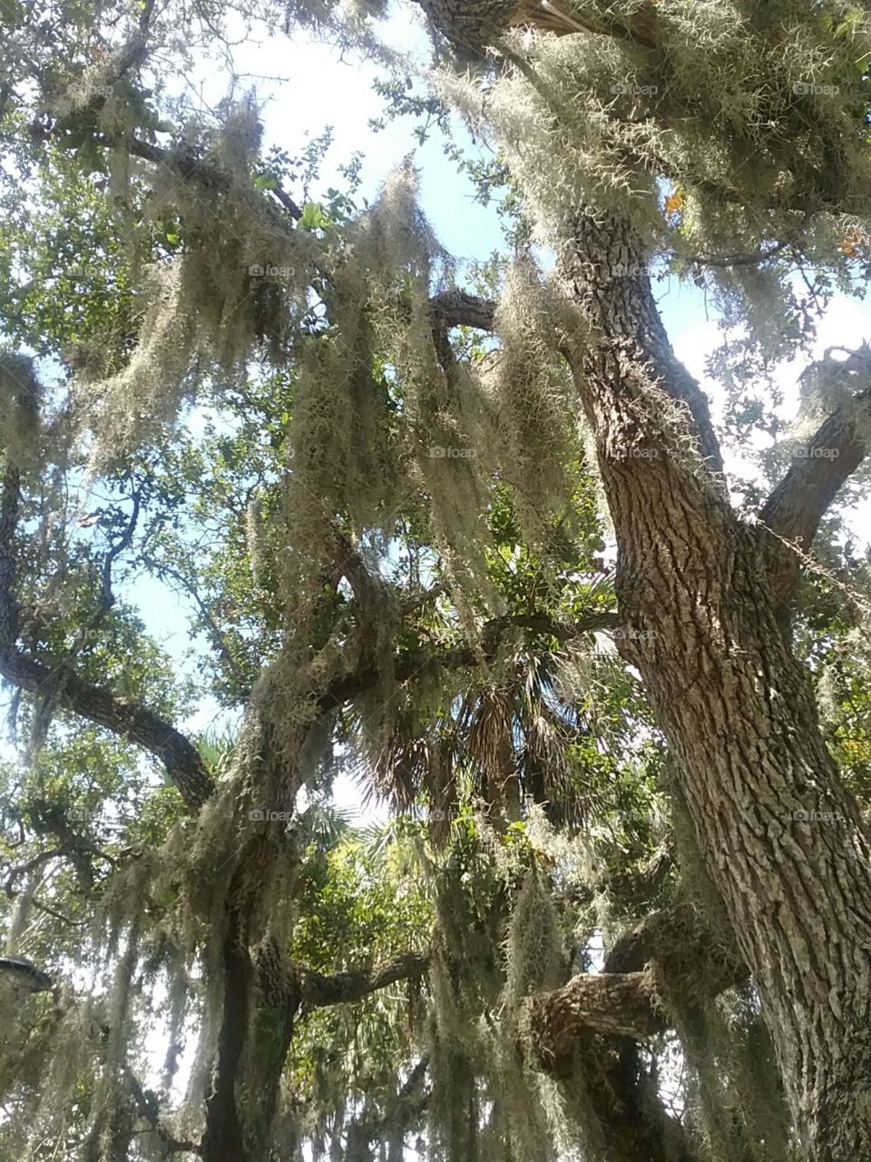 Trees with hanging moss. 