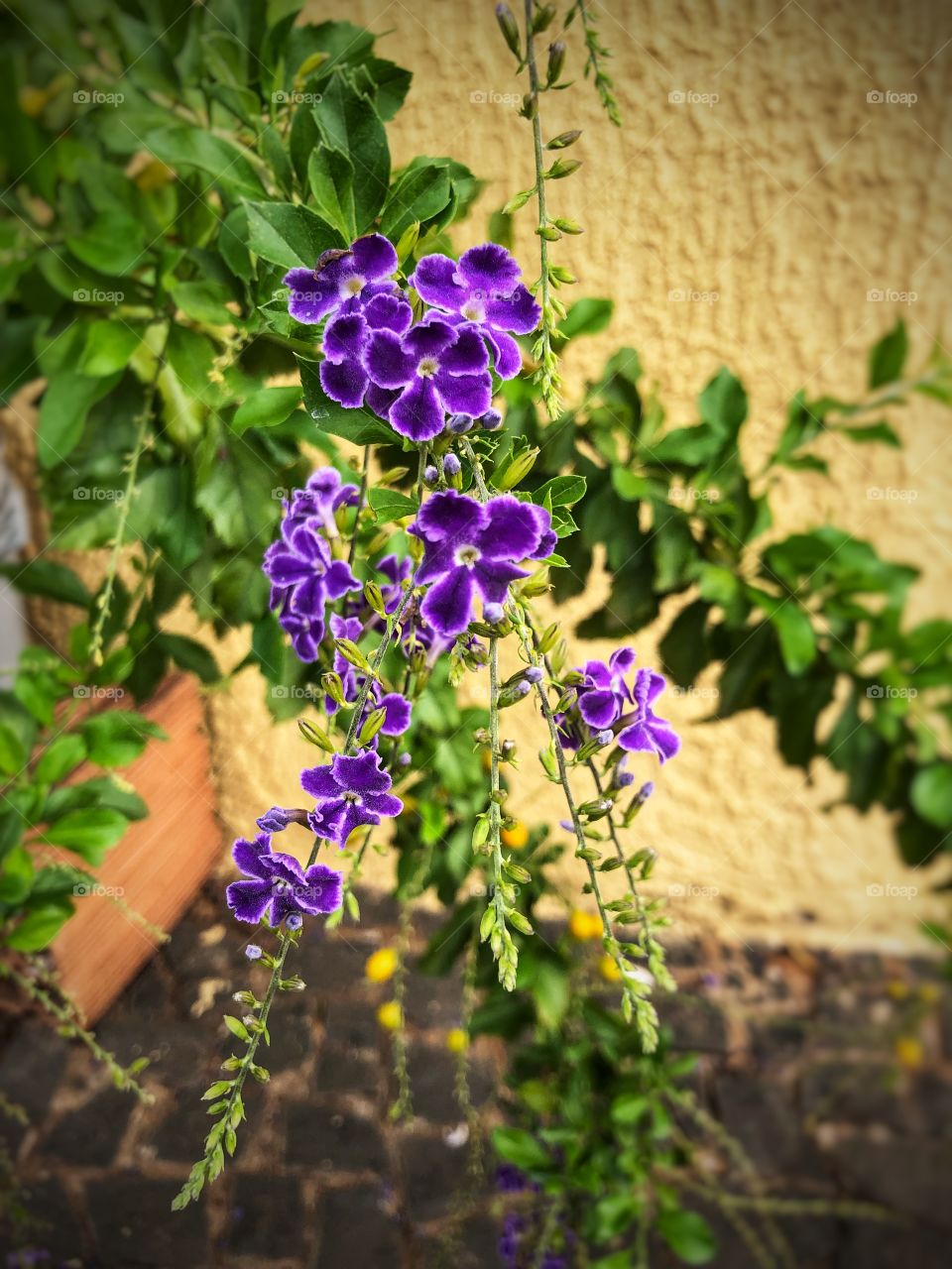 Small, purple flowers on my neighbor’s garden. Some color in the neighborhood in the beginning of Autumn in Brasil.