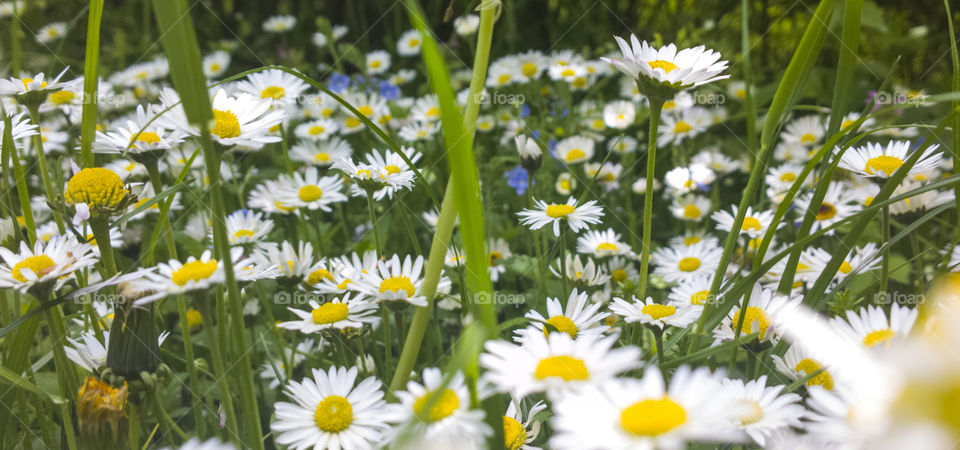 Daisies in spring. daisies in closeup on the meadow