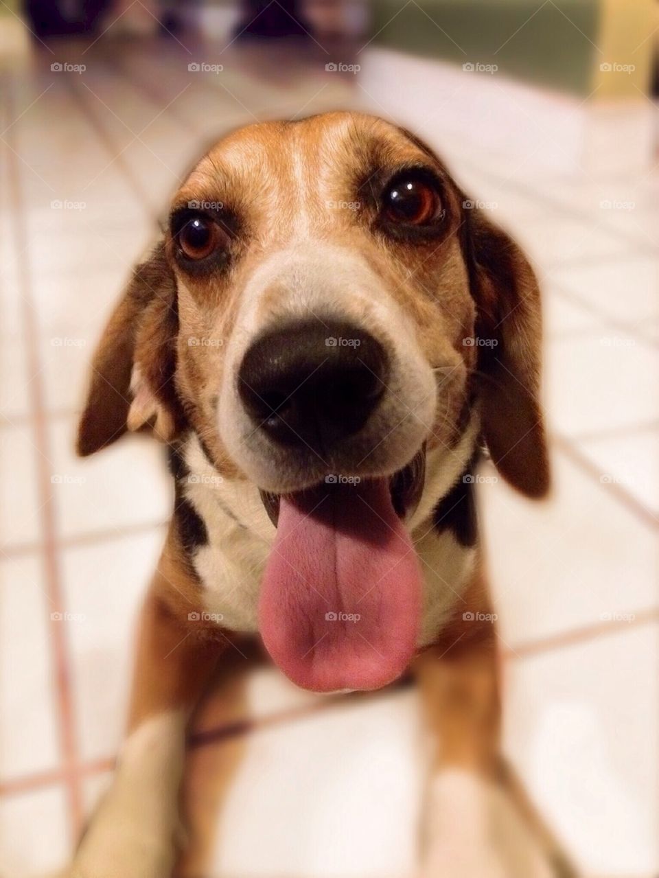 Beagle