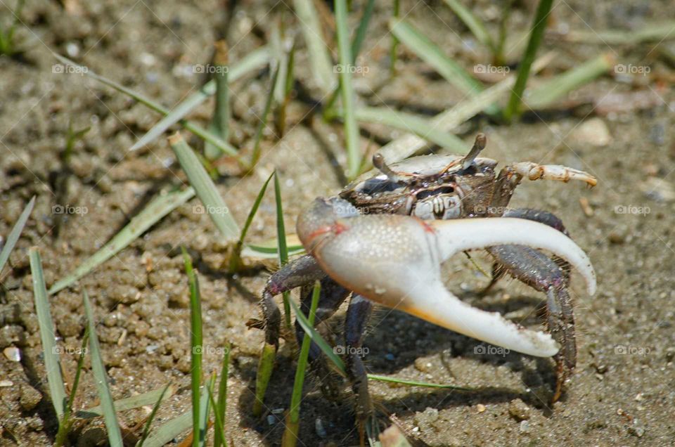 fiddler crab