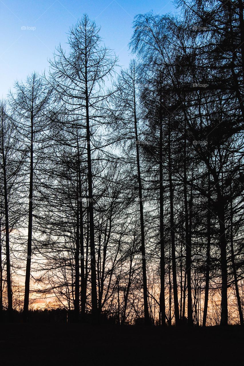 Winter landscape.  silhouette of trees without leaves.  Sunset