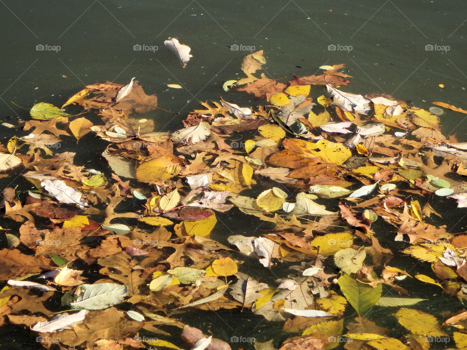 Fall Color Leaves on Water in Central Park