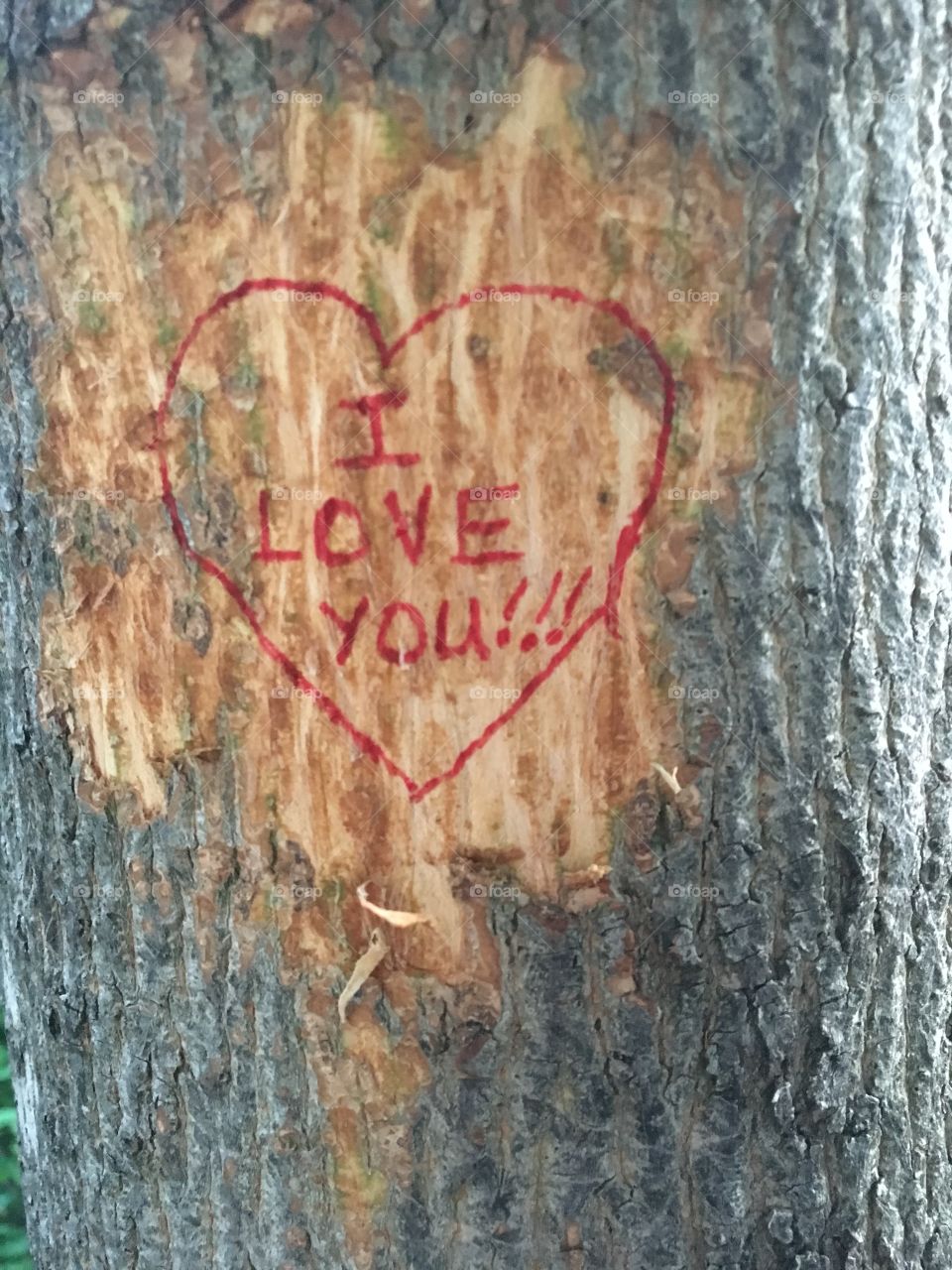 I Love You- sign on a tree 