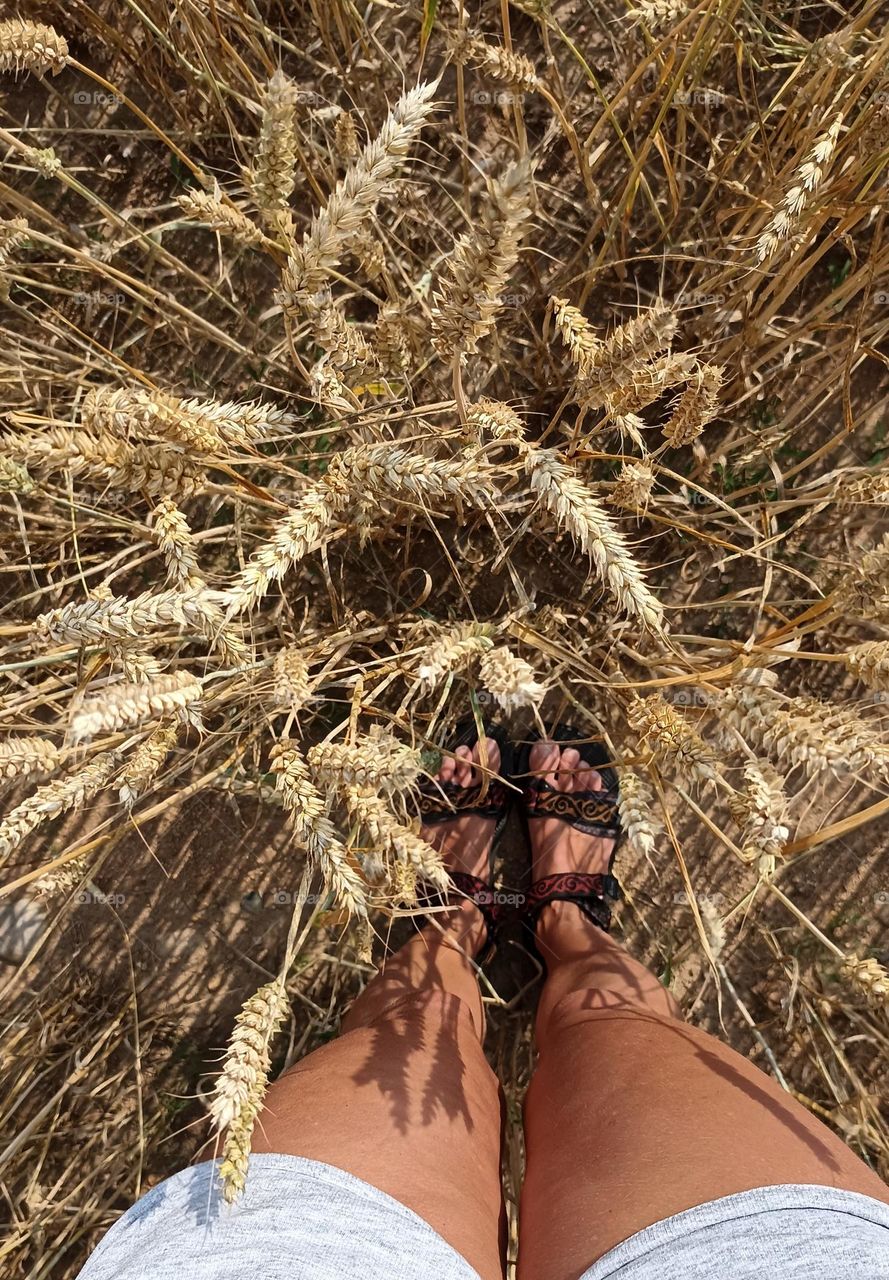 top view grain 🌾 field beautiful texture and female legs barefoot shoes summer time