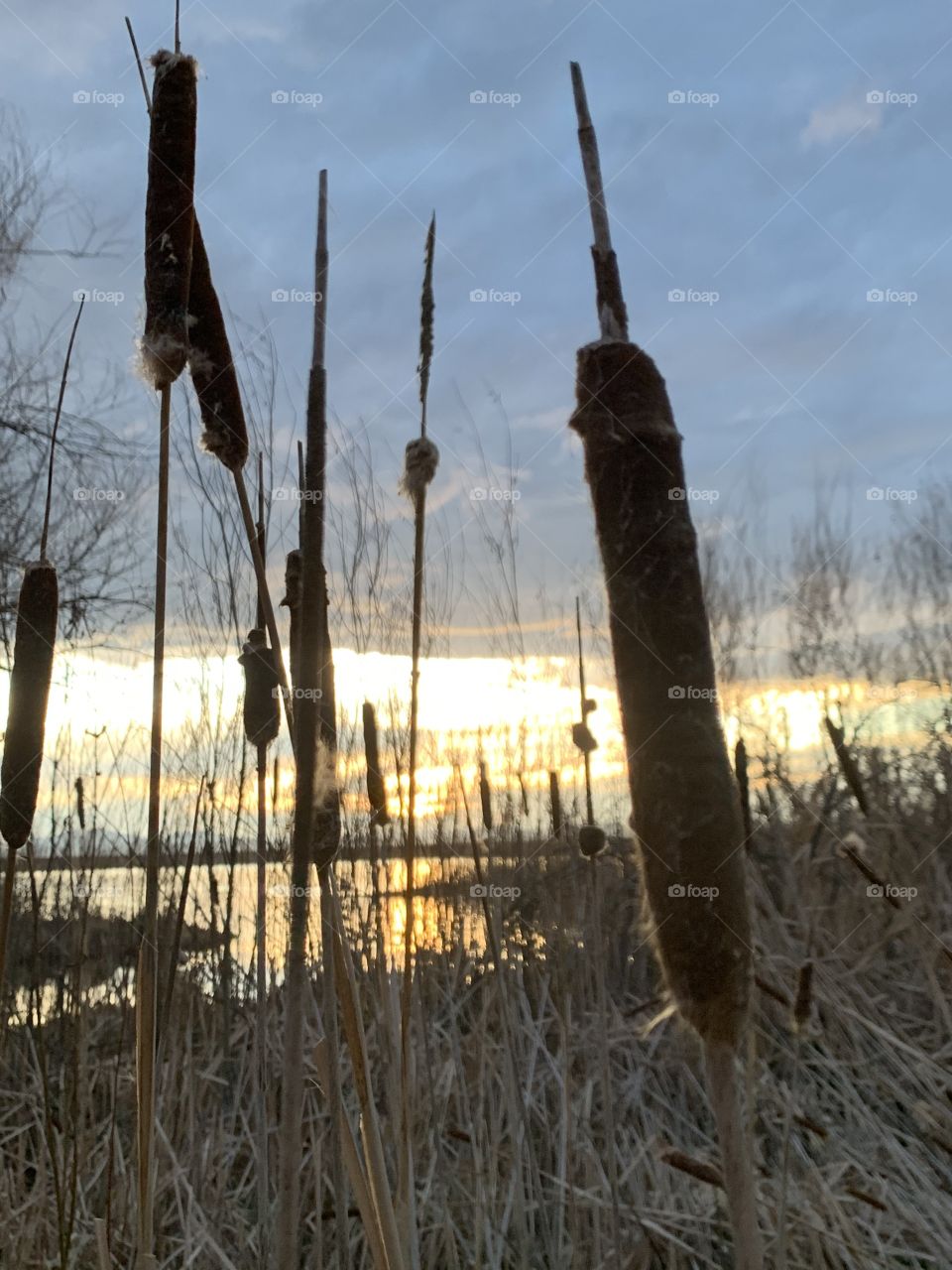 Cattail view