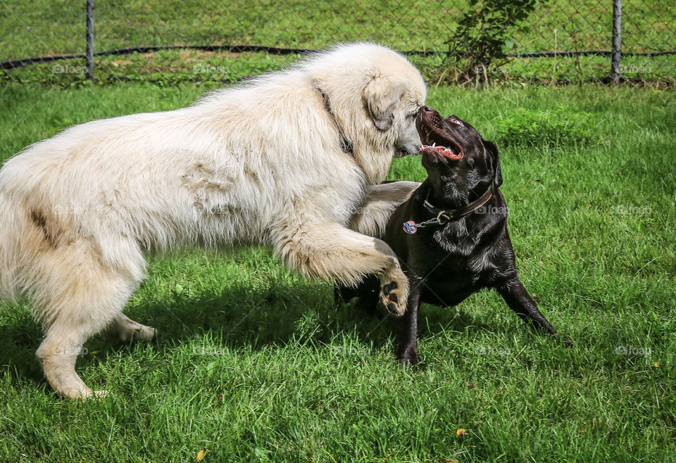 Chocolate Lab playing with his buddy the Great Pyrenees 
