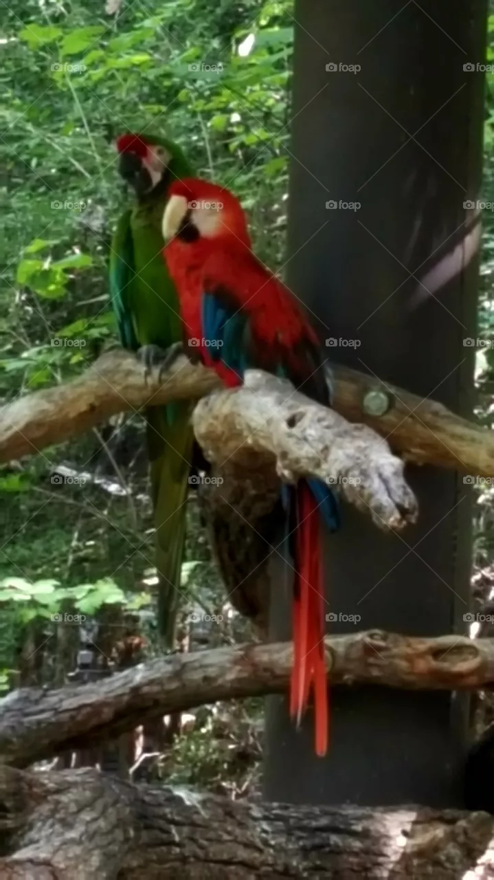 bird's