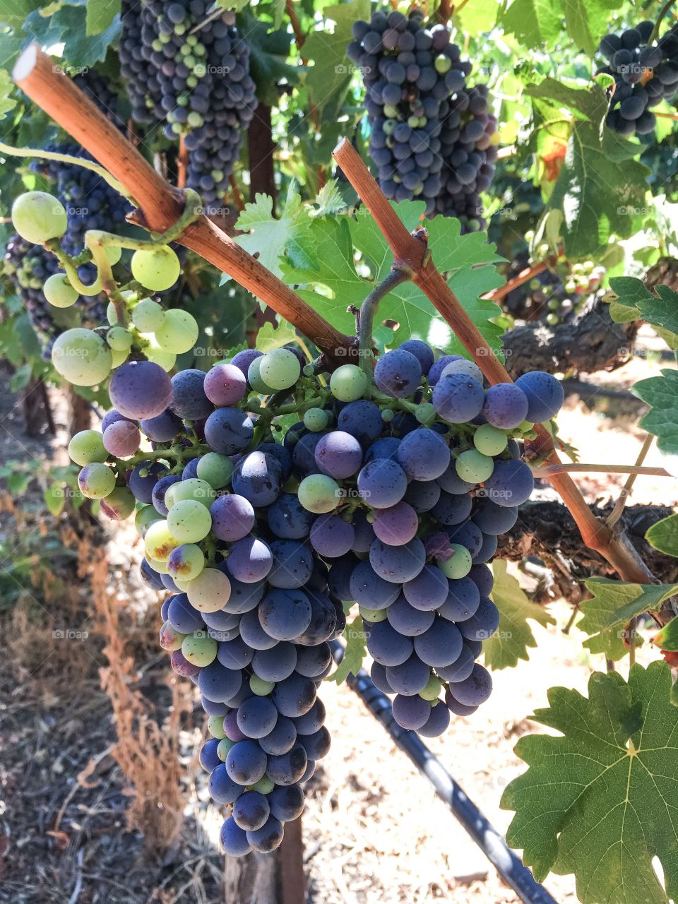 Grapes at vineyard in Napa