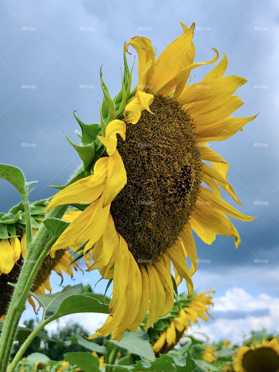 Low angle view of giant sunflower head against overcast sky 