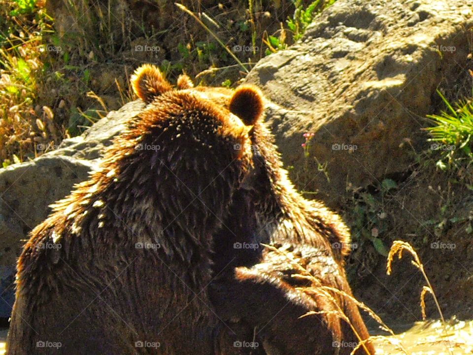 Grizzly Bears Wrestling
