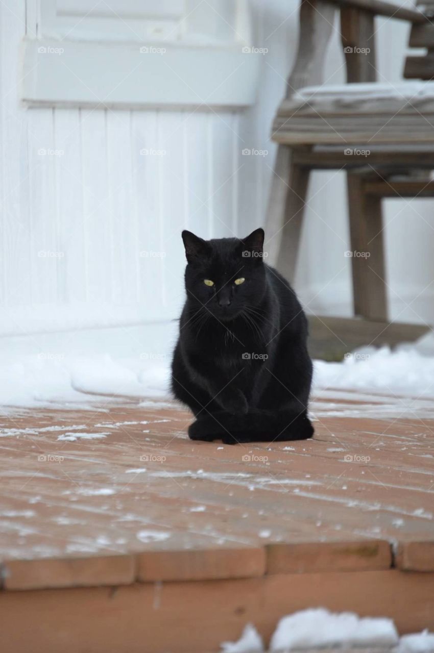 black/cat/superstitious
