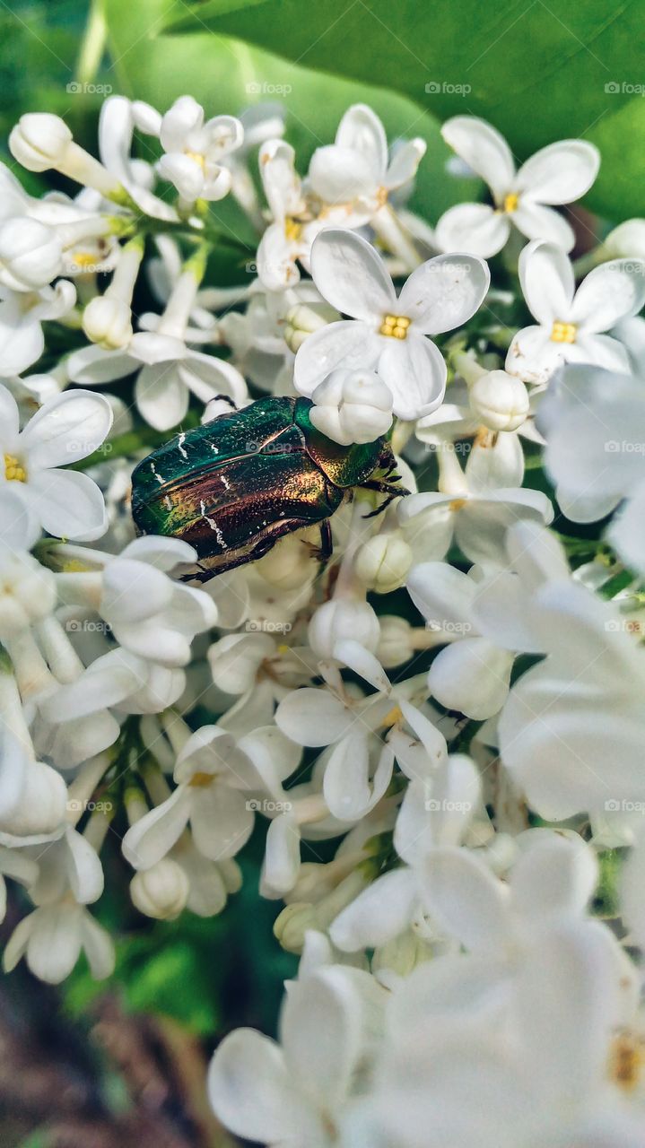 beetle