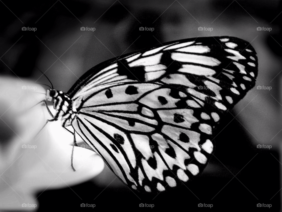 Black and white butterfly 