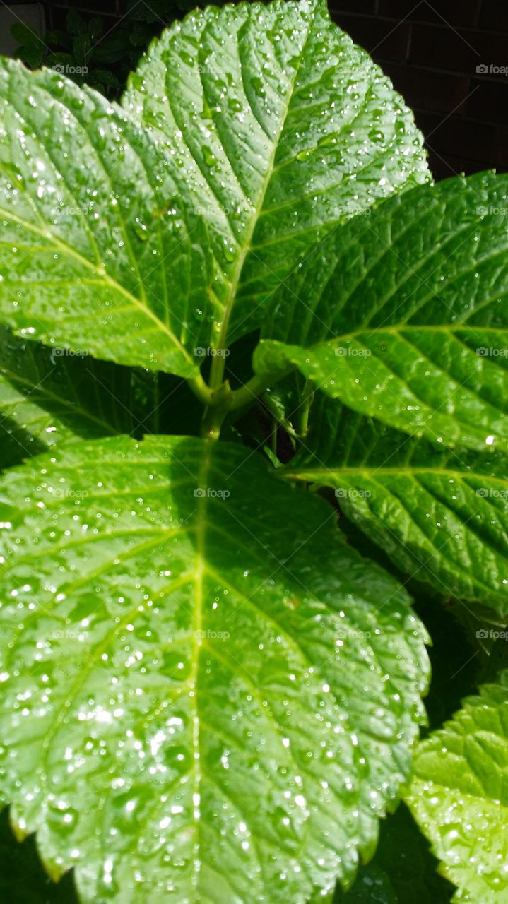 Leaf, Flora, Nature, No Person, Growth