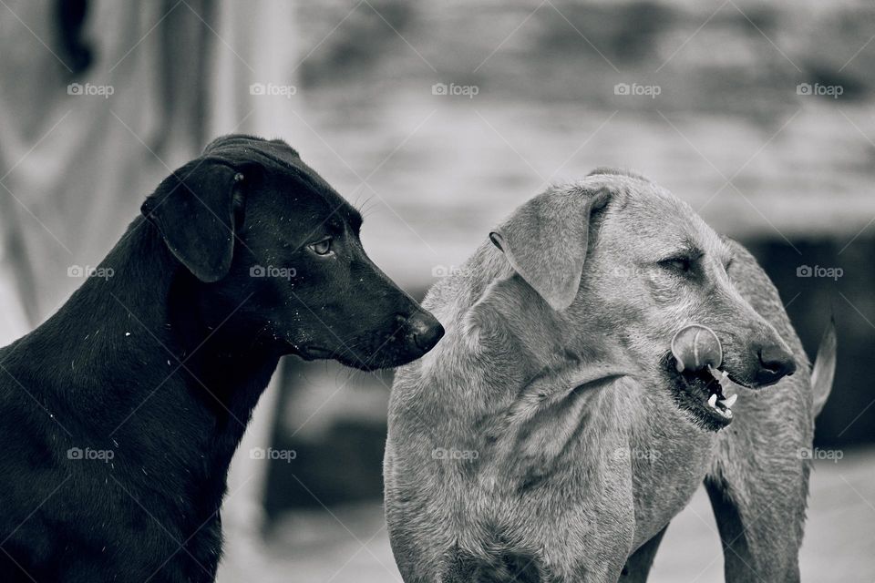 Animal photography - Dog - Portrait style 