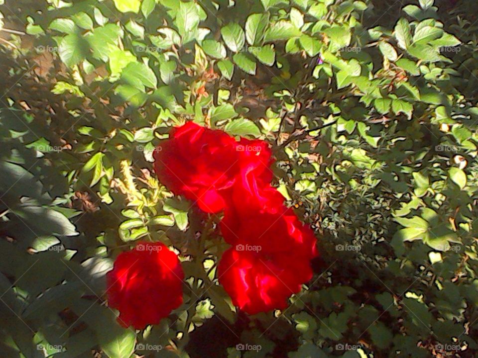 red roses. these flowers grow in my neighbors yard