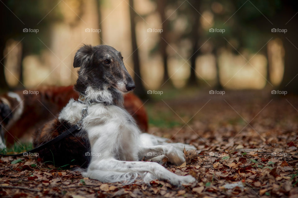 Russian borzoi dogs portrait in an autumn park